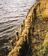 Vegetationsfaschine zur Renaturierung Vegetationsfaschine