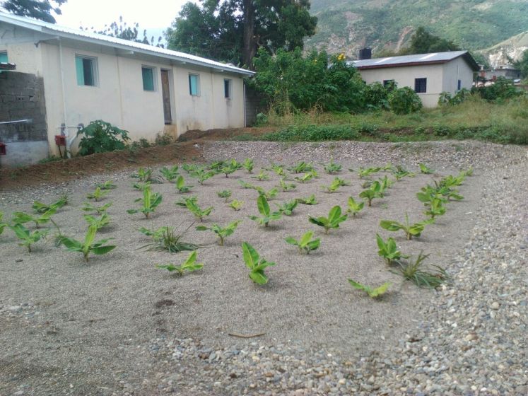 Pflanzenkläranlage nach der Bepflanzung mit Bananenstauden
